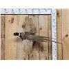 Image 1 : Ringneck Pheasant In Flight Bird Taxidermy