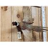Image 2 : Ringneck Pheasant In Flight Bird Taxidermy