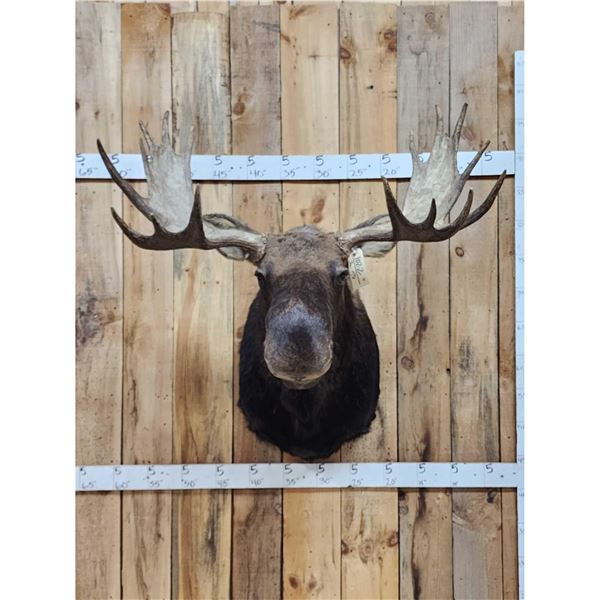 43" Wide Moose Shoulder Mount Taxidermy