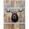 Image 1 : 43" Wide Moose Shoulder Mount Taxidermy