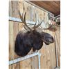 Image 2 : 43" Wide Moose Shoulder Mount Taxidermy