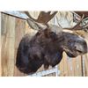 Image 3 : 43" Wide Moose Shoulder Mount Taxidermy