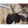 Image 4 : 43" Wide Moose Shoulder Mount Taxidermy