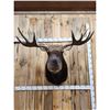 Image 5 : 43" Wide Moose Shoulder Mount Taxidermy