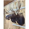 Image 6 : 43" Wide Moose Shoulder Mount Taxidermy
