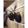 Image 7 : 43" Wide Moose Shoulder Mount Taxidermy