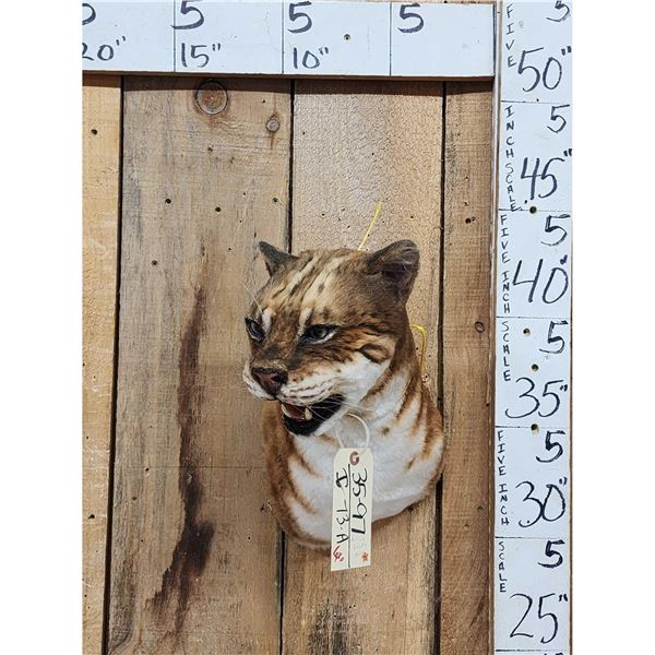 African Golden Wildcat Reproduction Shoulder Mount Taxidermy
