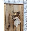 Image 1 : African Golden Wildcat Reproduction Shoulder Mount Taxidermy