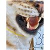 Image 5 : African Golden Wildcat Reproduction Shoulder Mount Taxidermy