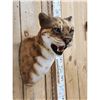 Image 6 : African Golden Wildcat Reproduction Shoulder Mount Taxidermy