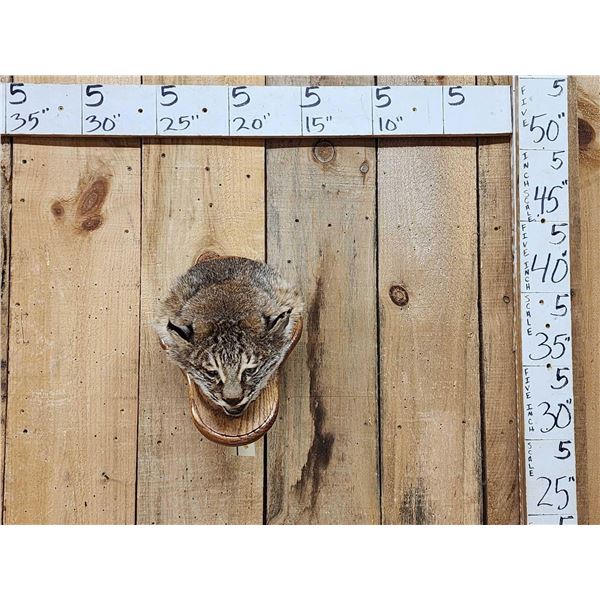 Bobcat Wall Pedestal Taxidermy Mount