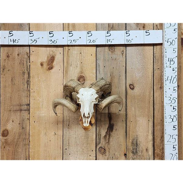 Double Curl Ram Sheep Skull Taxidermy
