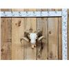Image 1 : Double Curl Ram Sheep Skull Taxidermy