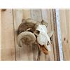 Image 2 : Double Curl Ram Sheep Skull Taxidermy