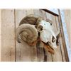 Image 3 : Double Curl Ram Sheep Skull Taxidermy