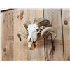 Image 4 : Double Curl Ram Sheep Skull Taxidermy