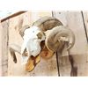 Image 5 : Double Curl Ram Sheep Skull Taxidermy