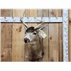 Image 1 : Sitka Black Tail Deer Shoulder Mount Taxidermy