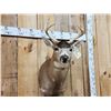 Image 2 : Sitka Black Tail Deer Shoulder Mount Taxidermy