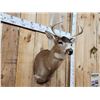Image 3 : Sitka Black Tail Deer Shoulder Mount Taxidermy