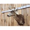 Image 4 : Sitka Black Tail Deer Shoulder Mount Taxidermy