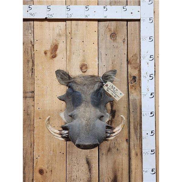 African Warthog Shoulder Mount Taxidermy