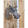 Image 2 : African Warthog Shoulder Mount Taxidermy