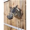 Image 3 : African Warthog Shoulder Mount Taxidermy