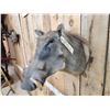 Image 4 : African Warthog Shoulder Mount Taxidermy