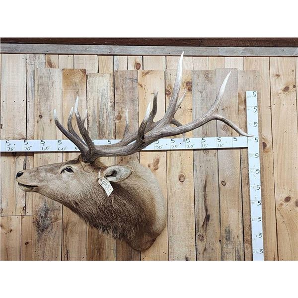 6x6 Elk Shoulder Mount Taxidermy