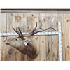 Image 1 : 6x6 Elk Shoulder Mount Taxidermy