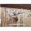 Image 2 : 6x6 Elk Shoulder Mount Taxidermy