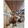 Image 4 : 6x6 Elk Shoulder Mount Taxidermy