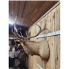 Image 5 : 6x6 Elk Shoulder Mount Taxidermy