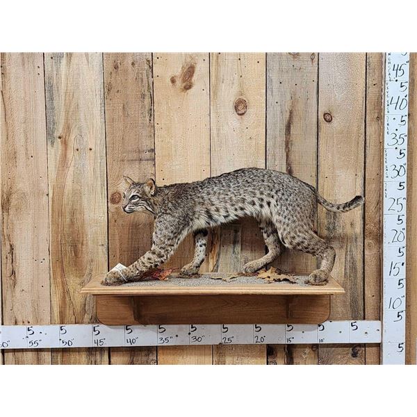 Bobcat Full Body Taxidermy Mount