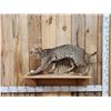 Image 1 : Bobcat Full Body Taxidermy Mount