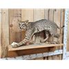 Image 2 : Bobcat Full Body Taxidermy Mount