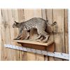 Image 3 : Bobcat Full Body Taxidermy Mount