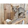 Image 4 : Bobcat Full Body Taxidermy Mount