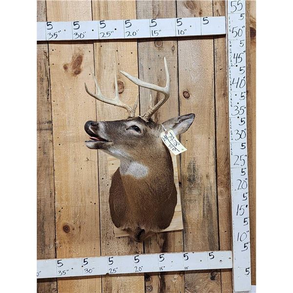 3x4 Whitetail Shoulder Mount Taxidermy