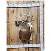 Image 1 : 3x4 Whitetail Shoulder Mount Taxidermy