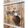 Image 2 : 3x4 Whitetail Shoulder Mount Taxidermy