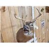 Image 3 : 3x4 Whitetail Shoulder Mount Taxidermy