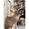 Image 4 : 3x4 Whitetail Shoulder Mount Taxidermy