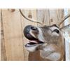 Image 5 : 3x4 Whitetail Shoulder Mount Taxidermy