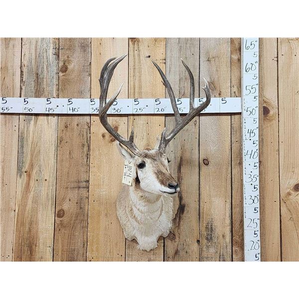 Rarely Seen Mulealope Shoulder Mount Taxidermy