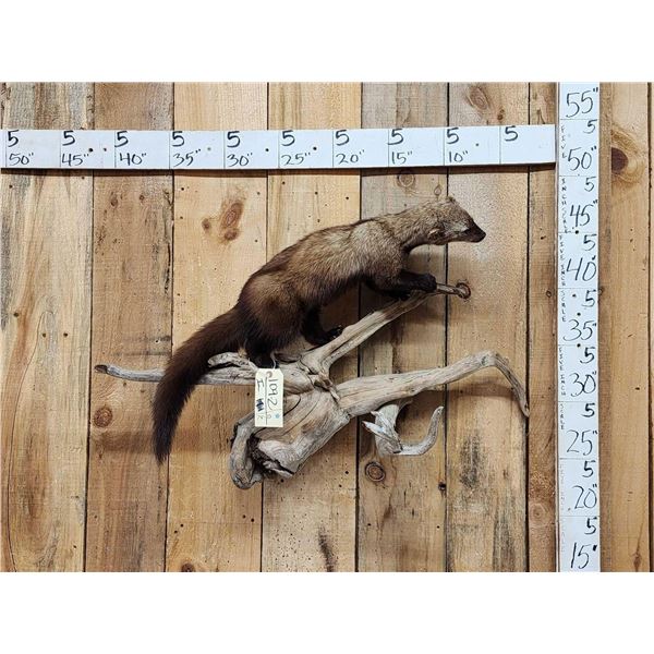 Fisher On A Limb Full Body Taxidermy Mount