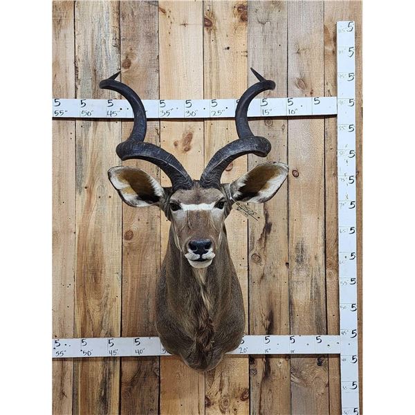African Kudu Shoulder Mount Taxidermy