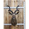 Image 1 : African Kudu Shoulder Mount Taxidermy
