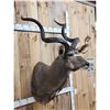 Image 2 : African Kudu Shoulder Mount Taxidermy